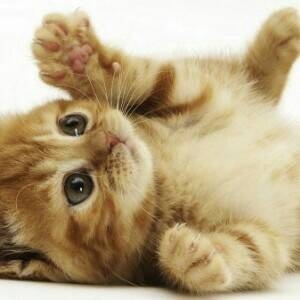 スキフトイボブテイル