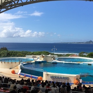 脅威と癒し！自然動画専門！