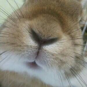 癒しとアイドルとキュン