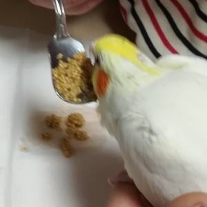 わたわた・総合動画