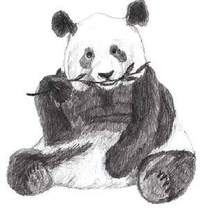 Animals of the World