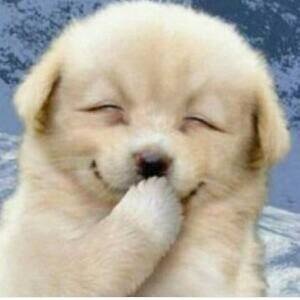 私の好きな動画を集めました