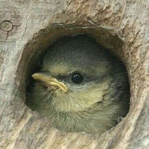 となりでオロロ