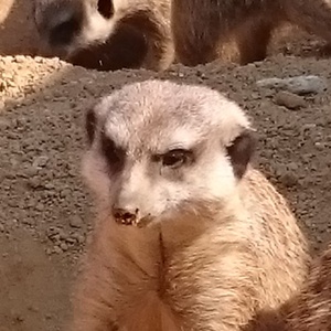 ミーアキャット