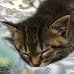 こつぼちゃんねる