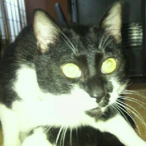 おもしろアニマル2