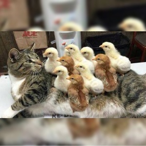 2度見チャンネル