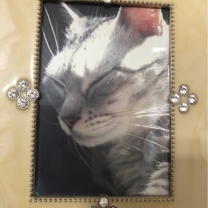 動物可愛いすぎるBuzz