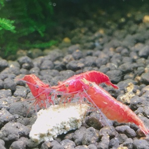 シュリンプおじさん