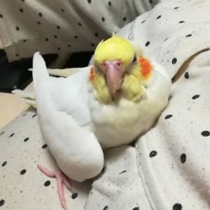 わたわた・日常動画