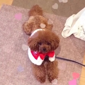 わんにゃんLOVERS