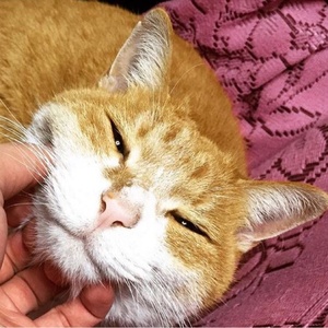 わが家の癒し猫「ちゃるお」くんとゆかいな仲間たち