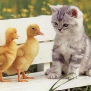 アニマル系ですが何か！！？