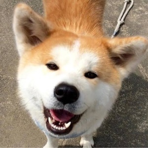 癒し・・・犬動画Channel