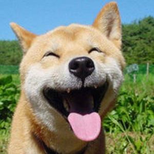 犬の集い【フォローしてね】