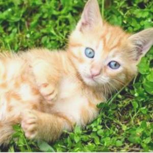 癒される！話題のネコ動画CH