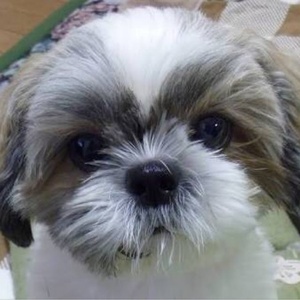 ワンちゃんねる