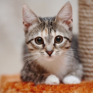 にゃんにゃんチャンネル