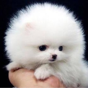 癒しのワンちゃん集