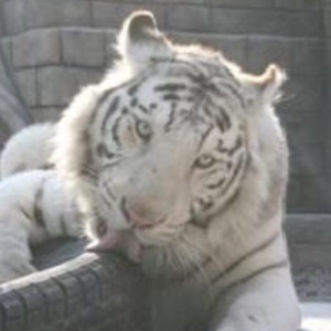 世界最強の動物達