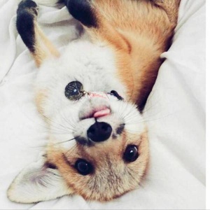 柴犬のひすとりー(*'ω'*)