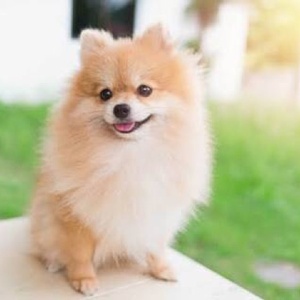 動物大好きチャンネル