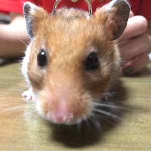 ジャックの動物博