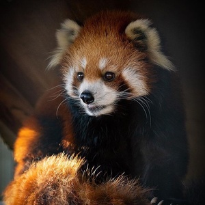 動物園ゴーランド