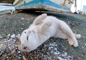 舟の下にいた野良猫がモフられにきた| BuzzVideoバズビデオ