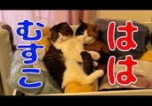 【親子猫】爆笑！！猫なのに、４つ足で落っこちる息子猫【スコティッシュフォールド】| BuzzVideoバズビデオ