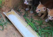 保護した子猫のためにキャットハウスを作ってしまった| BuzzVideoバズビデオ