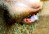 木から落ちてしまった母猿さん...向きがおかしいですw【動物】| BuzzVideoバズビデオ