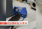 袋に入っていた子猫の猫パンチに仲間の猫はビックリ| BuzzVideoバズビデオ