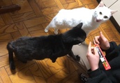 【猫】今日はまぐろ味だぞ！　マリー＆クロ「早く　おくれニャ～」| BuzzVideoバズビデオ