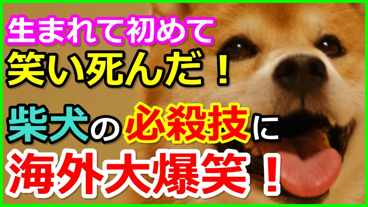 海外の反応 日本の柴犬の必殺技に外国人爆笑 笑いすぎて涙が出て来た 柴犬の可愛すぎる攻撃に海外が悶絶