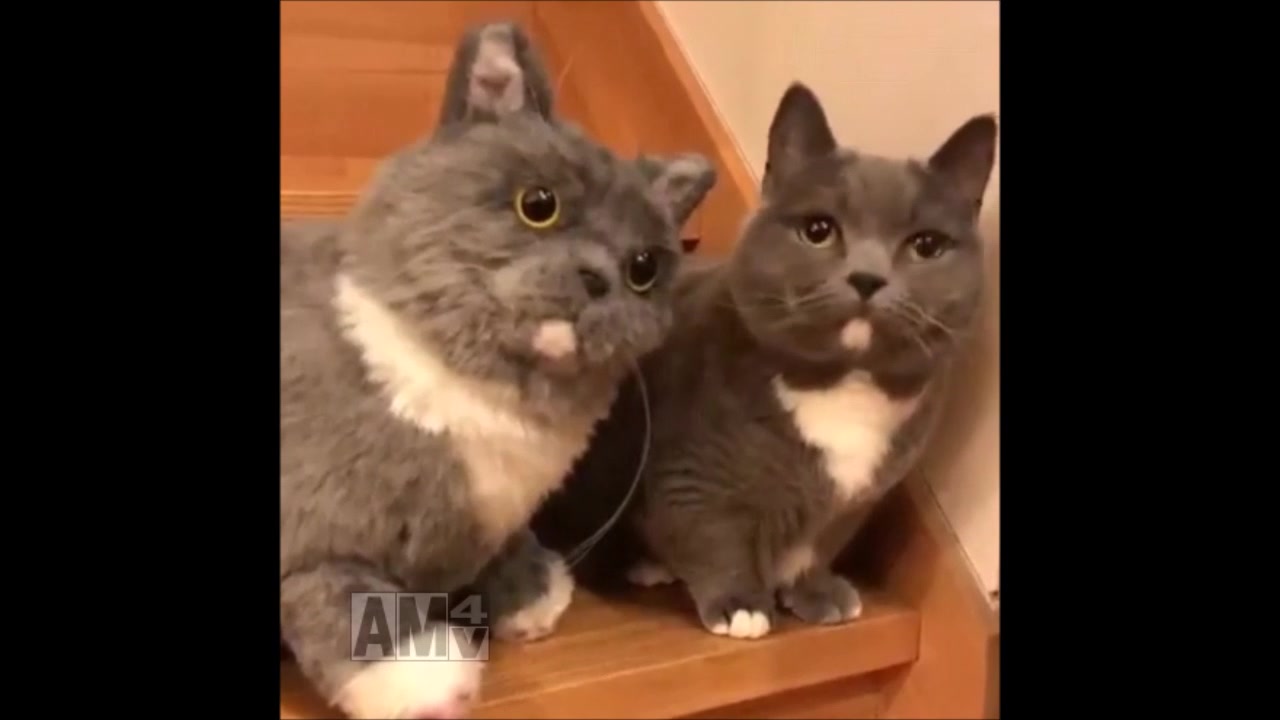 超絶可愛い双子猫