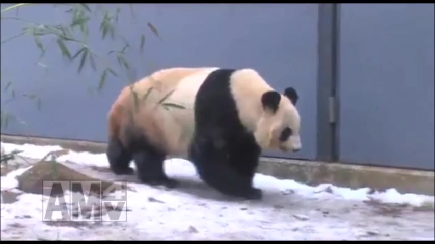 シャンシャン ママにひざかっくん