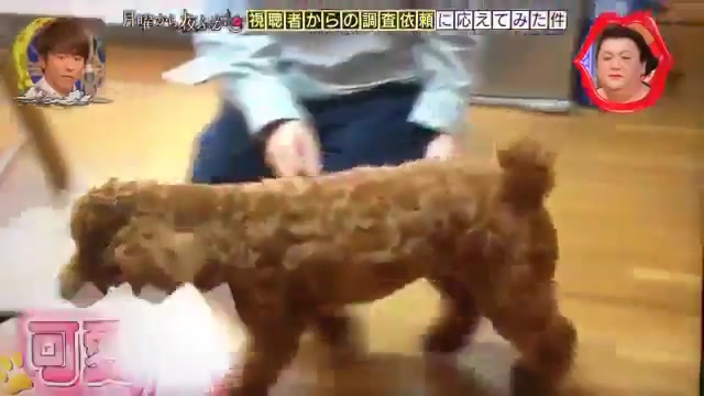 これマジでヤバイわw入れ歯を奪い去る犬vsおばあちゃんｗ