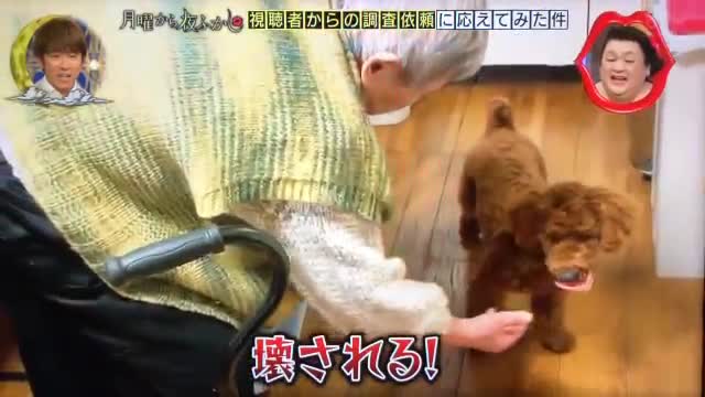 入れ歯を犬に盗まれガチ切れおばあちゃんwwwwww