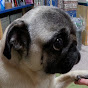 パグ TV【i am Pug!】