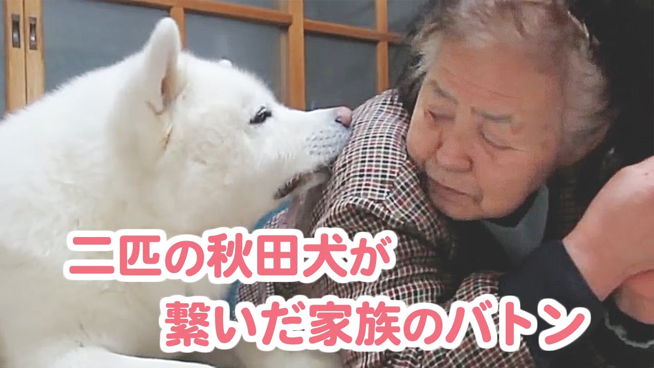 秋田犬げんきとゆうき 二匹の秋田犬と家族の物語 愛のバトンは繋がって