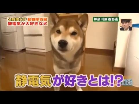 珍百景 静電気が大好きな犬