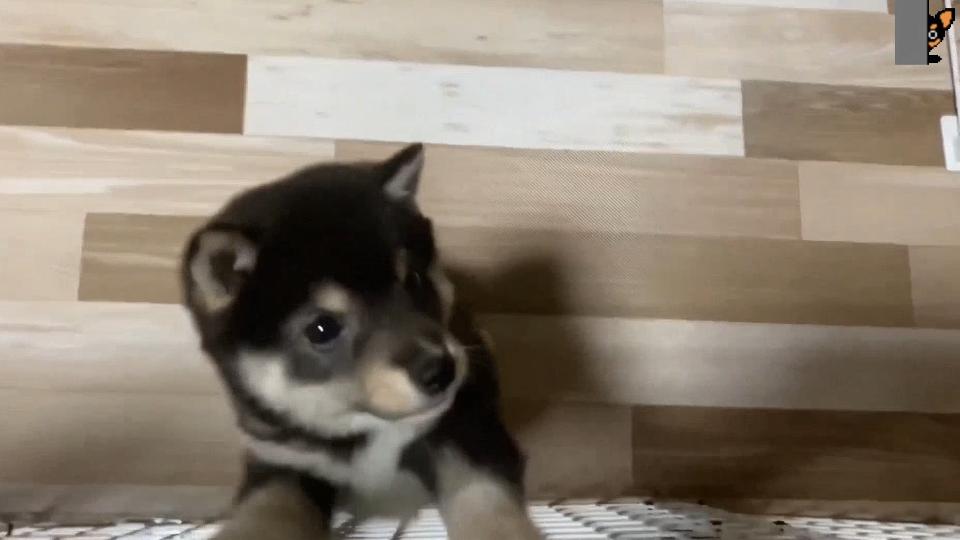 黒豆柴ジュンくん かわいい子犬の動画まとめ 未公開シーン 可愛い 柴犬