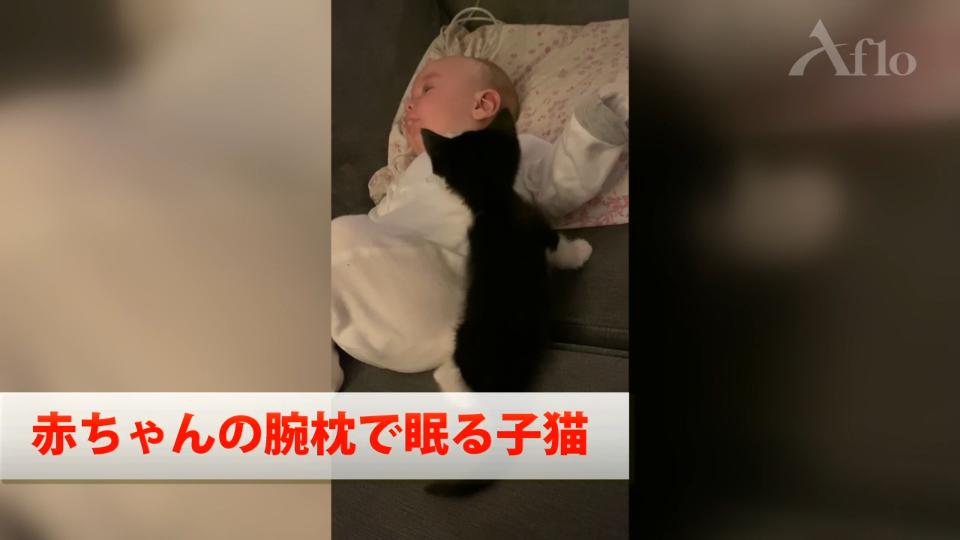 赤ちゃんの腕枕で眠る子猫
