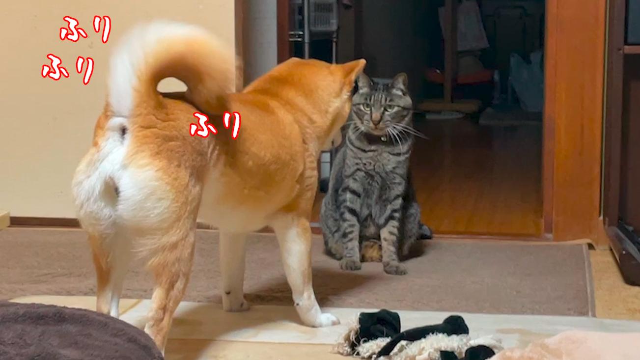猫と遊びたいが無視され続け拗ねた柴犬