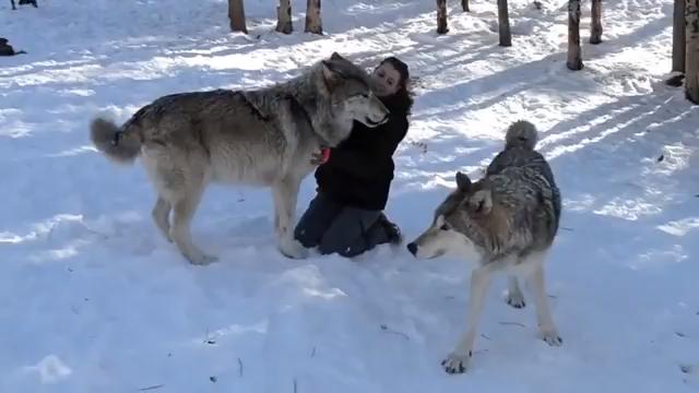 もののけ姫の犬神の大きさって実在したんだ