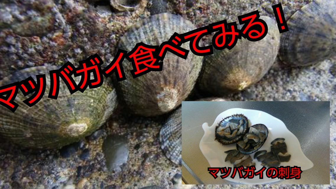 簡単レシピ マツバガイの刺身 簡単レシピ マツバガイの刺身