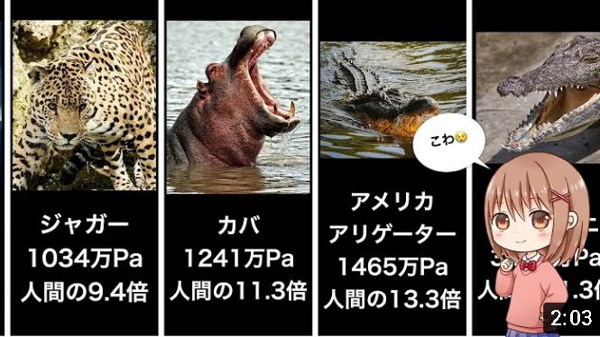 噛む力が強い動物ランキング さっくり解説