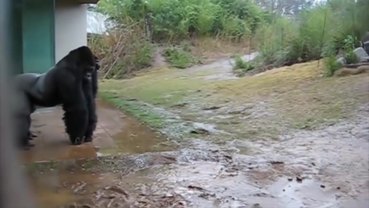 一瞬で爆笑ｗｗｗ 雨が嫌いなゴリラの行動が面白い