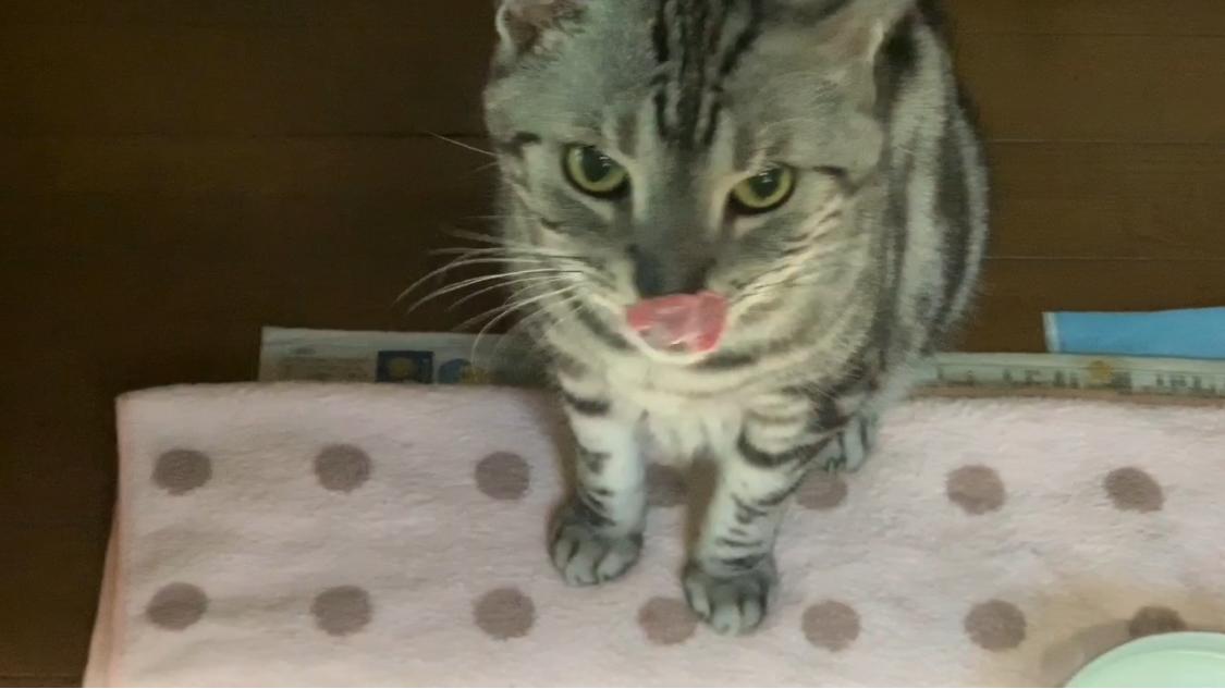 愛猫】満腹中枢♡不満足♡♡♡